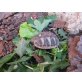 Griechische Landschildkröte