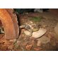 Griechische Landschildkröte