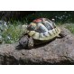 Griechische Landschildkröte