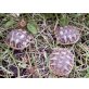 Griechische Landschildkröte