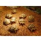 Griechische Landschildkröte