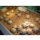 Griechische Landschildkröte