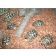 Griechische Landschildkröte