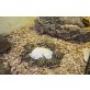 Griechische Landschildkröte