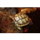 Griechische Landschildkröte