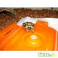 Griechische Landschildkröte