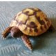 Griechische Landschildkröte