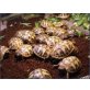 Griechische Landschildkröte