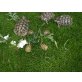 Griechische Landschildkröte