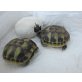 Griechische Landschildkröte