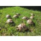Griechische Landschildkröte