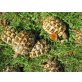 Griechische Landschildkröte