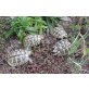 Griechische Landschildkröte