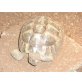 Griechische Landschildkröte