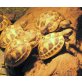 Griechische Landschildkröte