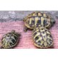 Griechische Landschildkröte