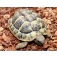 Griechische Landschildkröte