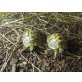 Griechische Landschildkröte