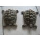 Griechische Landschildkröte