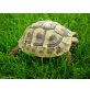 Griechische Landschildkröte
