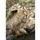 Griechische Landschildkröte