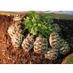 Griechische Landschildkröte