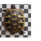Griechische Landschildkröte
