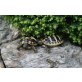 Griechische Landschildkröte