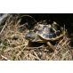 Griechische Landschildkröte