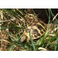 Griechische Landschildkröte