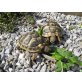 Griechische Landschildkröte