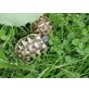 Griechische Landschildkröte