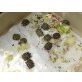 Griechische Landschildkröte