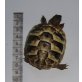 Griechische Landschildkröte