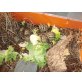 Griechische Landschildkröte