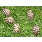 Griechische Landschildkröte