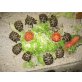 Griechische Landschildkröte