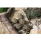 Griechische Landschildkröte