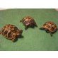Griechische Landschildkröte