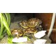 Griechische Landschildkröte