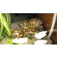 Griechische Landschildkröte