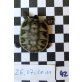 Griechische Landschildkröte