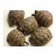 Griechische Landschildkröte