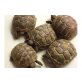 Griechische Landschildkröte