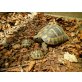 Griechische Landschildkröte