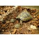 Griechische Landschildkröte