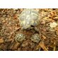 Griechische Landschildkröte