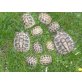 Griechische Landschildkröte