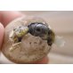 Griechische Landschildkröte