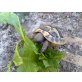 Griechische Landschildkröte
